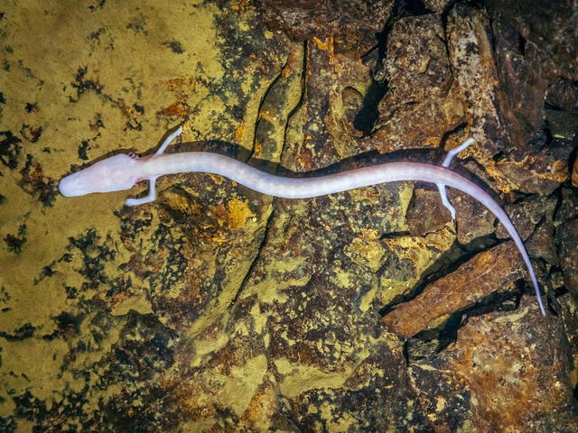  El estudio realizado por zoólogos reveló que uno de estos anfibios no se ha movido en más de 4.000 días. Foto: Getty   