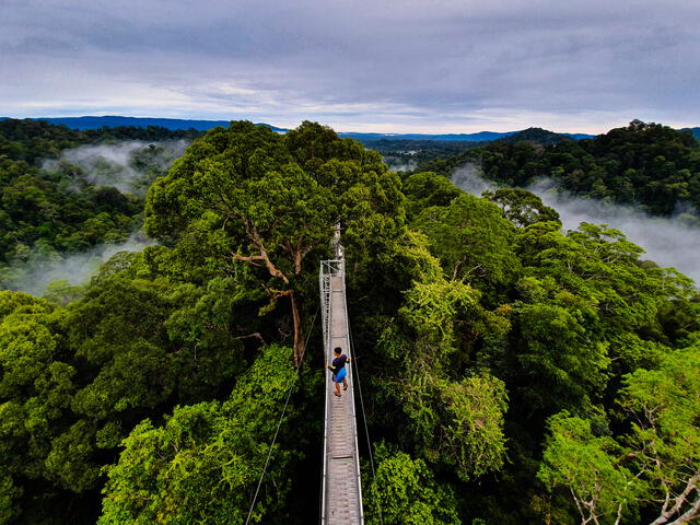 Más del 70% del territorio de Brunei está cubierto de selva tropical, hogar de especies únicas como el mono narigudo y el cálao rinoceronte. Foto: Visit Southeast Asia   