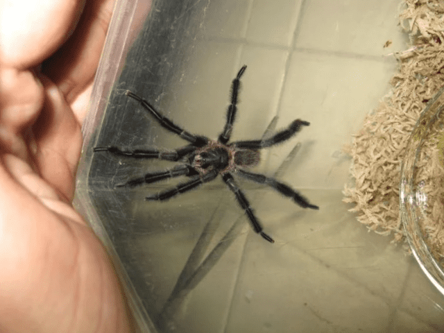  La araña denominada tarántula grande fue encontrada en la isla de Cuba. Foto: David Ortiz    