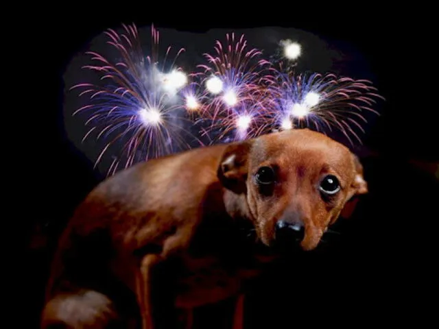  Intentar cansar física y mentalmente a tu mascota antes de las celebraciones de Año Nuevo podría relajarla. Foto: Latacungainformativa.<br><br>    