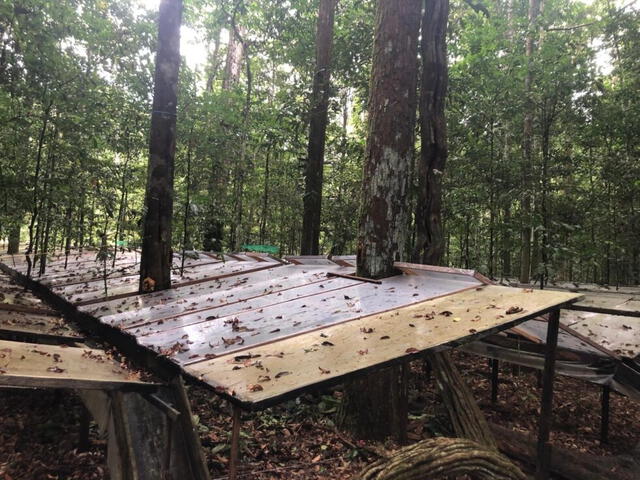 Área de estudio de la selva tropical de Brasil, que muestra filas de paneles transparentes para redirigir el agua lejos de los árboles. Foto: Universidad de Edimburgo Área de estudio de la selva tropical de Brasil, que muestra filas de paneles transparentes para redirigir el agua lejos de los árboles. Foto: Universidad de Edimburgo