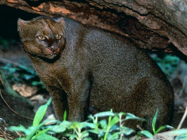  El jaguarundi es un felino silvestre de tamaño pequeño a mediano que habita en América, desde el norte de México hasta el centro y sur de Sudamérica, incluyendo el Perú. Foto: Texas Monthly   