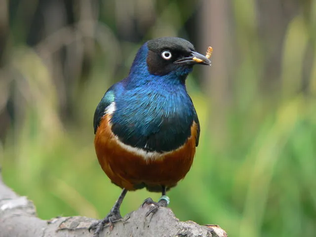  El estornino soberbio (Lamprotornis superbus) es una especie de ave paseriforme. Foto: Wikimedia   