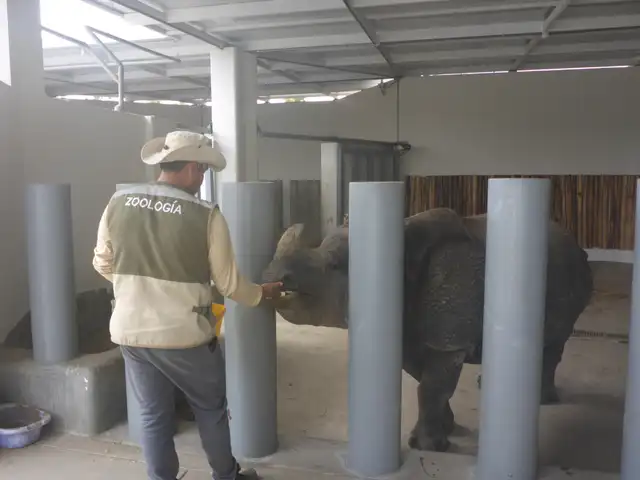  Rinoceronte del Parque de las Leyendas, sede San Miguel. Créditos: Osinfor   