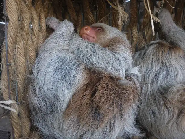 Oso perezoso en el Parque de las Leyendas, sede Huachipa