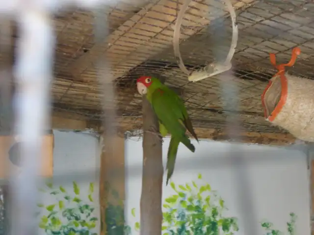  Loros del zoológico Bora Bora. Créditos: Osinfor   