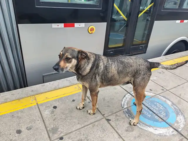 Foto de Tobi. Foto de Tobi.