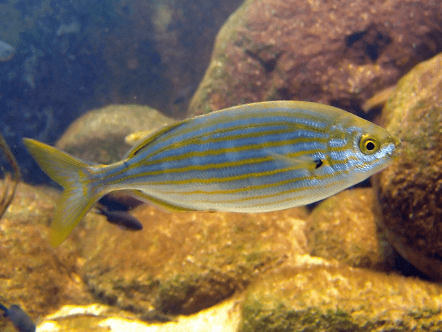  Sarpa salpa se caracteriza por sus rayas doradas horizontales. Foto: Naturalista   