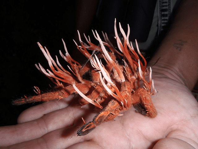  Cadáver de una carántula con tallos 'terroríficos' del hongo cordyceps. Foto: K.D. Shives   