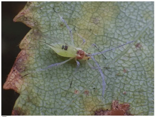  Imágenes de pulgones de Euceraphis betulae. Foto: captura en web / Waarnemingen   