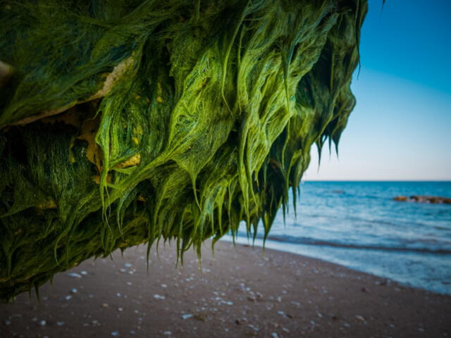 Las algas marinas se encuentran en aguas saladas. Foto: Pixabay   