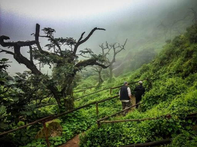 Las Lomas de Lachay forma parte del Sistema Nacional de Áreas Naturales Protegidas por el Estado. Foto: Full Day Perú   