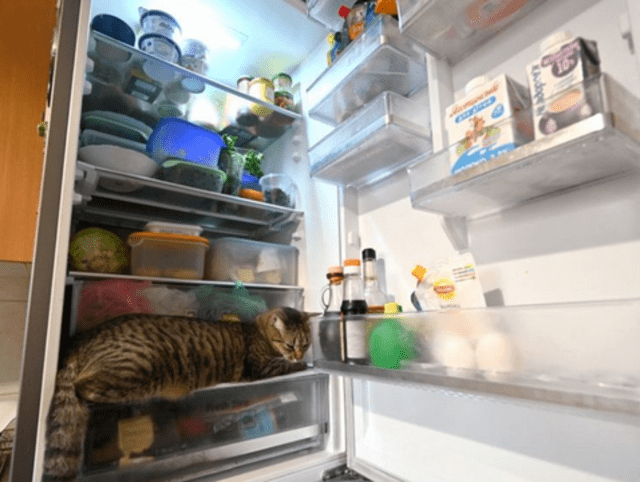 Las refrigeradoras pueden llegar a consumir 5.000 y 6.000 watts al día. Foto: AFP 