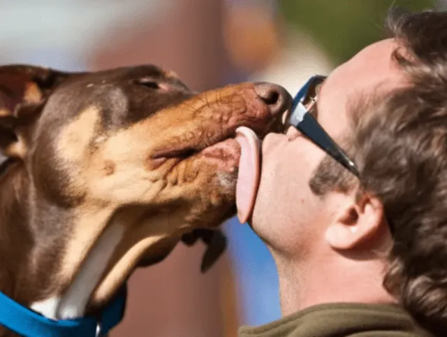 Los canes pueden transmitir la bacteria Capnocytophaga canimorsus a través de su saliva. Foto: Gestión Municipal de Chile   