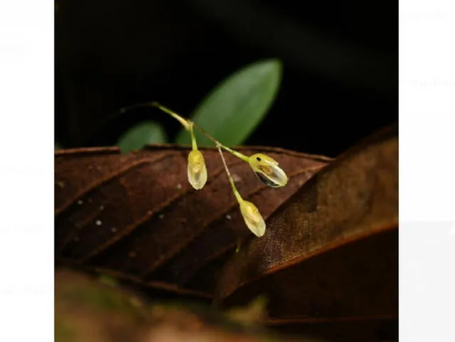 Investigadores han descubierto una nueva especie de orquídea, Specklinia bretaiiense, en Puinahua, Loreto, como parte del Programa de Monitoreo de Biodiversidad de PetroTal. Foto: ANDINA   