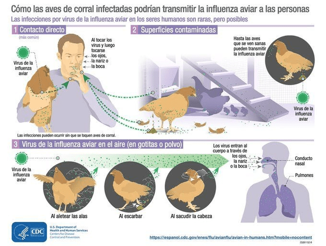 Vías de contagio de la gripe aviar. Foto: CDC