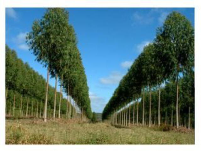 El eucalipto urograndis posee una madera de mayor densidad usada para la industria papelera y maderera. (Foto: Biosementes)