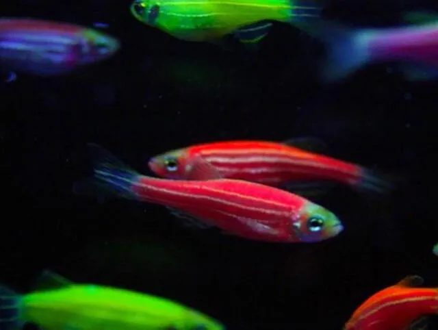 Glofish. Foto: Arizona Aquatic Gardens.