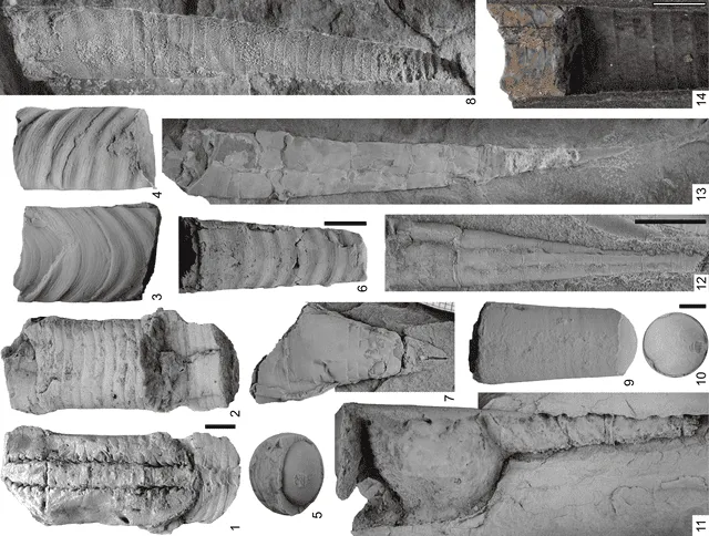 Vistas del fósil encontrado por el Ingemmet. Foto: Journal Paleontology Vistas del fósil encontrado por el Ingemmet. Foto: Journal Paleontology
