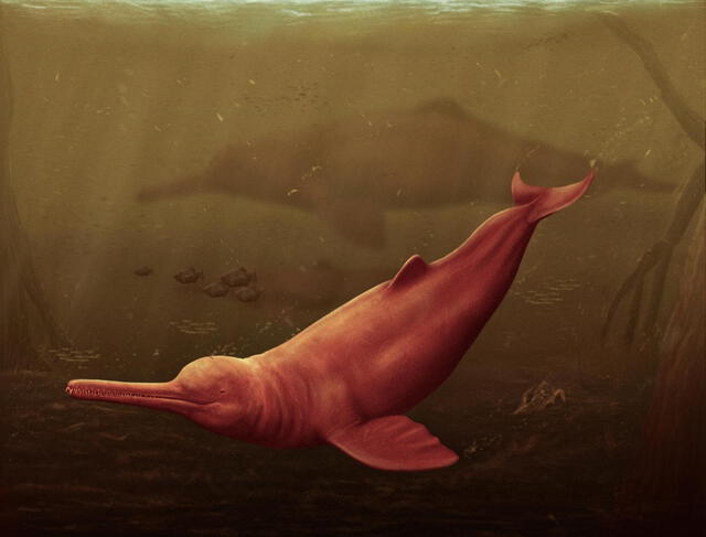  El delfín mide entre 3 a 3,5 metros de longitud. Foto: Jaime Bran<br>    