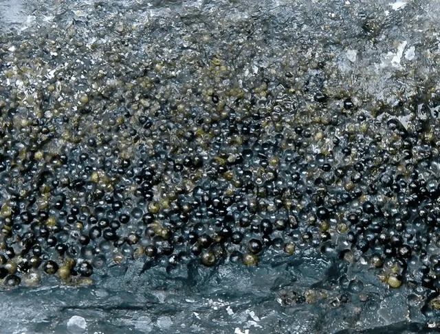  Pequeñas perlas de vidrio del meteoro halladas en Colombia. Foto: National Geographic<br>    