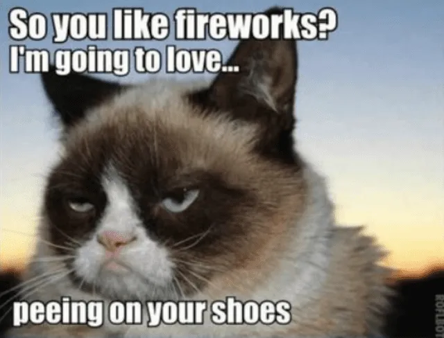 Los gatitos también se "emocionan" por los fuegos artificiales durante el Día de la Independencia.
