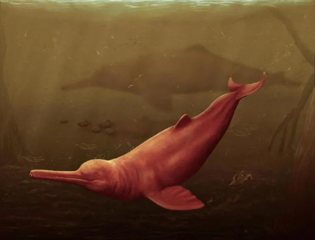  El delfín mide entre 3 a 3,5 metros de longitud. Foto: Jaime Bran   