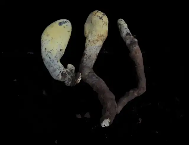 Los cuerpos fructíferos del hongo son de color amarillo pálido al principio, pero se oscurecen a medida que madura. Foto: Indunil C. Senanayake