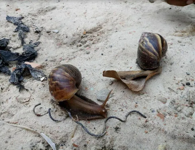 Iquitos: Plaga de caracoles gigantes genera alarma