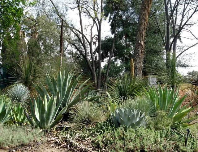  El Jardín Ruth Bancroft es un testimonio del amor de Ruth Bancroft por las plantas y la naturaleza. Foto: DryStoneGarden   