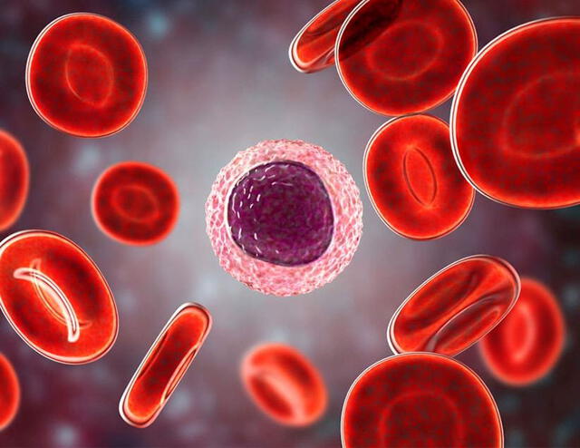 Identifican fuente de todas las células sanguíneas que podría revelar el origen del cáncer