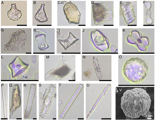 Fitolitos de la cultura Shangshan: identifican tipos de arroz silvestre y doméstico, Phragmites y microestructuras. Foto: PNAS