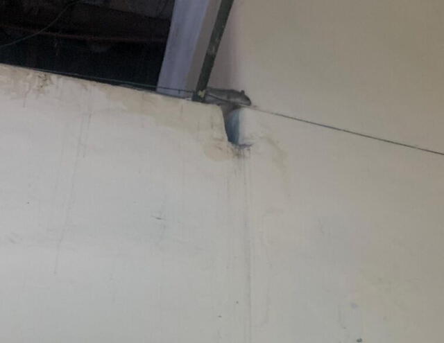 Arequipa: Pacientes registran presencia de ratas en el Hospital Goyeneche.