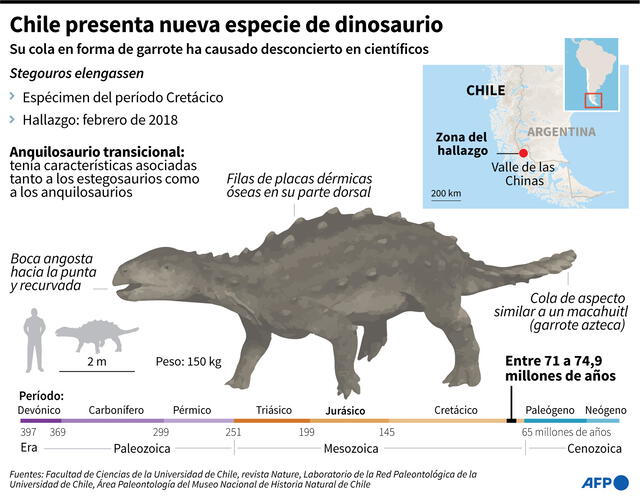 Ficha sobre el Stegouros elengassen, una nueva especie de dinosaurio descubierta en la Patagonia chilena. Foto: Gustavo Izus, Nicolas Ramallo, Tatiana Magarinos / AFP
