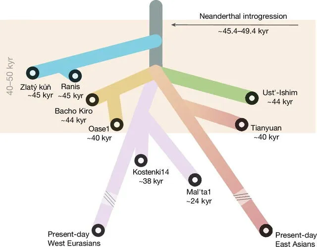  Árbol que incluye la cronología del principal evento de introgresión neandertal y el orden de las separaciones de la población del linaje fuera de África. Foto: Nature   