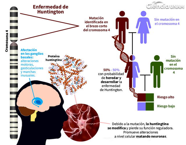 La enfermedad de Huntington normalmente aparece entre los 35 y 40 años de edad. Infografía: Ciencia UNAM