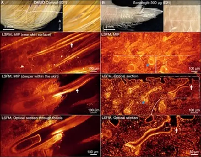 En fases avanzadas, los tejidos iniciaron una restauración parcial, aunque los polluelos nacieron con un plumaje irregular o incompleto. Foto: PLOS Biology