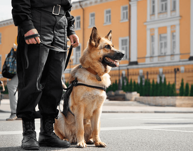 Alrededor del mundo, los perros también están incorporados a cuerpos policiales, de bomberos o son lazarillos. (Foto: Belchonock)