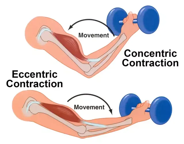 Contracción muscular concéntrica (arriba) y exéntrica (abajo) Foto: difusión
