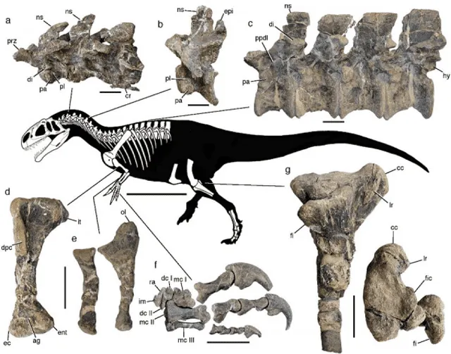 La estructura ósea del dinosaurio encontrado.