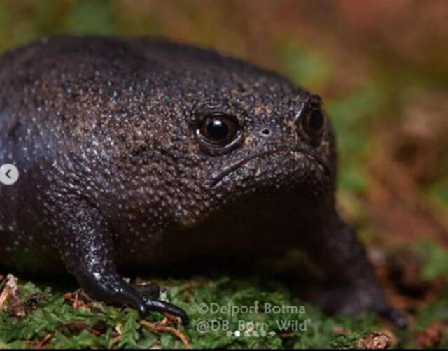 Rana negra de lluvia: el curioso anfibio oriundo de Sudáfrica que parece una palta enojada [FOTOS]
