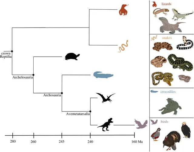 La partenogénesis ha sido registrada, mayormente, en aves y reptiles. Foto: Booth et al.   