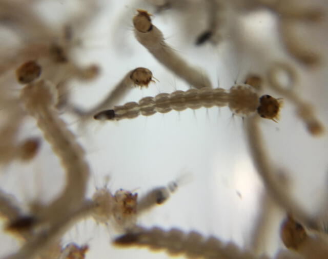 El mosquito del dengue deja sus huevos en reservorios de agua donde crecen en larvas y luego se desarrollan como insectos adultos. Foto: NIH   