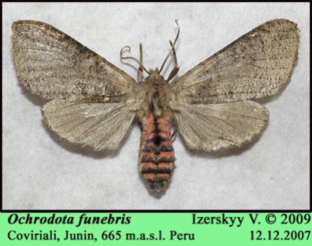  Mariposa Ochrodota funebris. Foto: Vladimir Izerskyy   