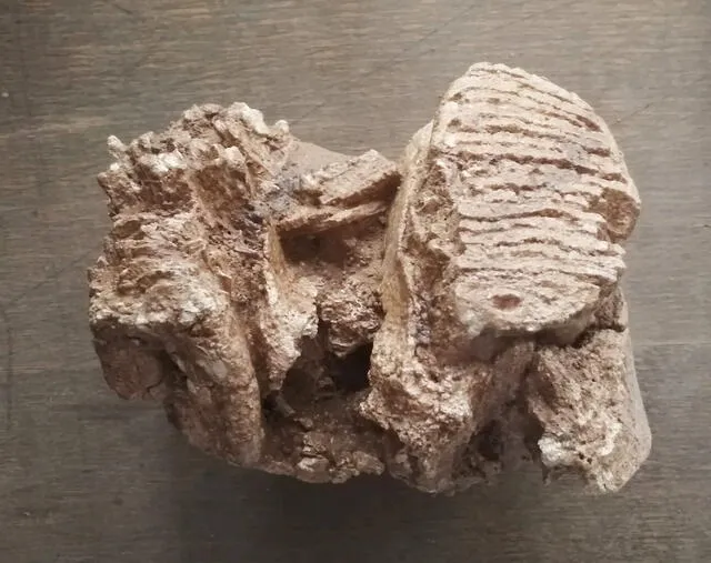  Un molar de un mamut lanudo juvenil. Foto: Archaia Brno   