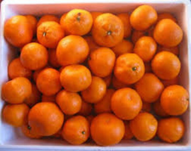 Exportación: Mandarinas peruanas llegarán a Japón