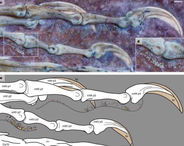 Nivel de detalle de los huesos de la mano del fósil de Archaeopteryx revela incluso rastros de piel. Foto: O'Connor Nivel de detalle de los huesos de la mano del fósil de Archaeopteryx revela incluso rastros de piel. Foto: O'Connor