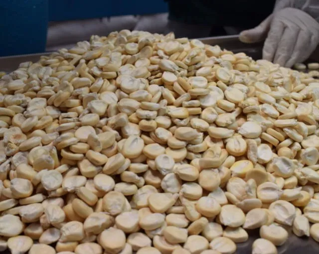 Cusco: exportaron 240 toneladas de maíz durante primer trimestre