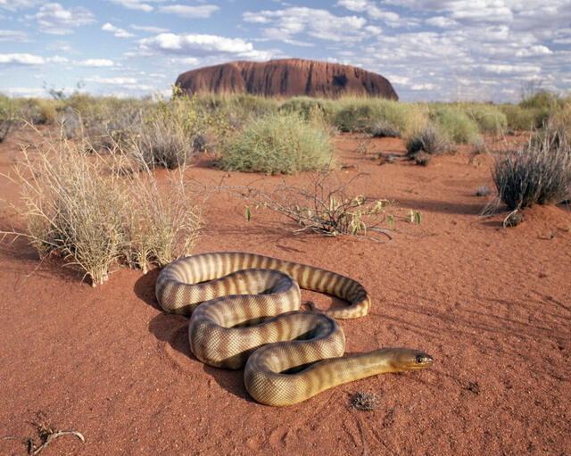 El desierto de Chihuahua es hogar de miles de especies que son endémicas. Foto: WWF   