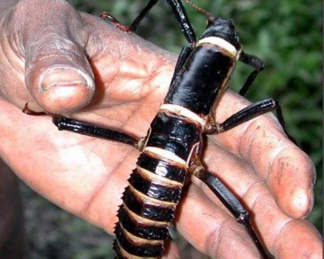  Los insectos de palo gigante ya son criados en cautiverio en la actualidad. Foto: difusión   